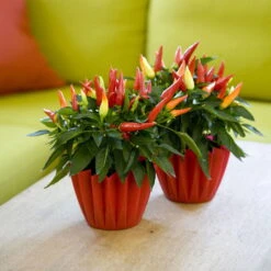 Bio Paprika 'Naschzipfel', Mild, Topf-Ø 12 Cm, 3er-Set -Gartenprodukte 1620330092 Blu Bio Naschzipfel mild 3er Set 5 109486