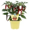 Bio Chili Flambiños, Scharf, Topf-Ø 12 Cm, 3er-Set -Gartenprodukte 1620330093 Blu Bio Flambinos scharf 3er Set 1 109474