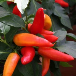 Blu Bio Snack-Chili, Mittelscharf, Topf-Ø 12 Cm, 3er-Set -Gartenprodukte 1620330094 Blu Bio Snack Chilli mittelscharf 3er Set 4 109488