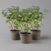 Blu Bio Chilipflanze Tropfen-Chili, Topf-Ø 15 Cm, 3er Set -Gartenprodukte 1620330114 Blu Bio Tropfen Chili T12 3er Set mild bis leichte Schaerfe 124227