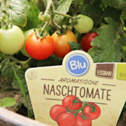 Blu Bio Cocktailtomate 'Naschtomate F1', Topf-Ø 12 Cm, 3er Set -Gartenprodukte 1620330131 Blu Bio Naschtomate T12 3er Set Cocktailtomate 2 124300
