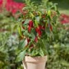 Blu Bio Chilipflanze Zwerg-Chili, Topf-Ø 12 Cm, 3er Set -Gartenprodukte 1620330132 Blu Bio Zwerg Chili mit Fruechte T12 3er Set extra scharf 11 124303