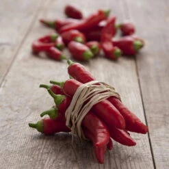 Blu Bio Chilipflanze Zwerg-Chili, Topf-Ø 12 Cm, 3er Set -Gartenprodukte 1620330132 Blu Bio Zwerg Chili mit Fruechte T12 3er Set extra scharf 12 124310