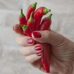 Blu Bio Chilipflanze Zwerg-Chili, Topf-Ø 12 Cm, 3er Set -Gartenprodukte 1620330132 Blu Bio Zwerg Chili mit Fruechte T12 3er Set extra scharf 1 124309