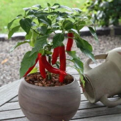 Blu Bio Chilipflanze Zwerg-Chili, Topf-Ø 12 Cm, 3er Set -Gartenprodukte 1620330132 Blu Bio Zwerg Chili mit Fruechte T12 3er Set extra scharf 6 124307