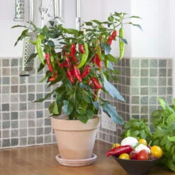 Blu Bio Chilipflanze Zwerg-Chili, Topf-Ø 12 Cm, 3er Set -Gartenprodukte 1620330132 Blu Bio Zwerg Chili mit Fruechte T12 3er Set extra scharf 9 124306