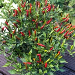 Blu Bio Chili 'Thai Chili F1', Topf-Ø 15 Cm, 3er Set -Gartenprodukte 1620330133 Blu Bio Thai Chili T15 3er Set mit Fruechte 11 124316