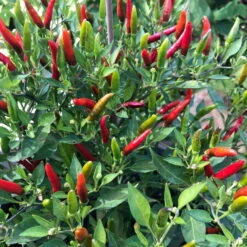 Blu Bio Chili 'Thai Chili F1', Topf-Ø 15 Cm, 3er Set -Gartenprodukte 1620330133 Blu Bio Thai Chili T15 3er Set mit Fruechte 2 124314