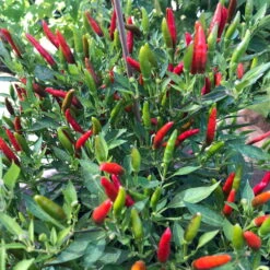 Blu Bio Chili 'Thai Chili F1', Topf-Ø 15 Cm, 3er Set -Gartenprodukte 1620330133 Blu Bio Thai Chili T15 3er Set mit Fruechte 3 124313