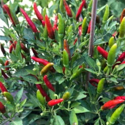 Blu Bio Chili 'Thai Chili F1', Topf-Ø 15 Cm, 3er Set -Gartenprodukte 1620330133 Blu Bio Thai Chili T15 3er Set mit Fruechte 4 124318