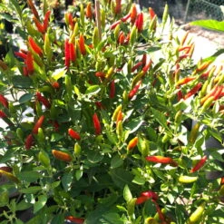 Blu Bio Chili 'Thai Chili F1', Topf-Ø 15 Cm, 3er Set -Gartenprodukte 1620330133 Blu Bio Thai Chili T15 3er Set mit Fruechte 7 124317