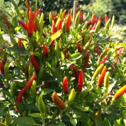 Blu Bio Chili 'Thai Chili F1', Topf-Ø 15 Cm, 3er Set