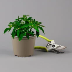 Blu Bio Chili 'Thai Chili F1', Topf-Ø 15 Cm, 3er Set -Gartenprodukte 1620330133 Blu Bio Thai Chili T15 3er Set mit Fruechte 124315