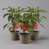Blu Bio Snack-Paprika 'Paragon F1', Topf-Ø 15 Cm, 3er Set 2 Blu Bio Snack-Paprika 'Paragon F1', Topf-Ø 15 Cm, 3er Set -Gartenprodukte 1620330134 Blu Bio Snack Paprika rot T15 3er Set mit Fruechte 124319