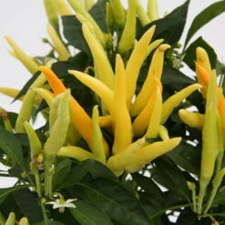 Blu Bio Paprikapflanze 'Paprikaños', Topf-Ø 15 Cm, 3er Set -Gartenprodukte 1620330135 Blu Bio Paprikanos T15 3er Set mit Fruechte 3 124323