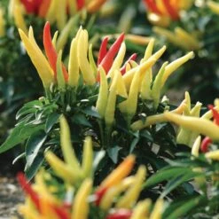 Blu Bio Paprikapflanze 'Paprikaños', Topf-Ø 15 Cm, 3er Set -Gartenprodukte 1620330135 Blu Bio Paprikanos T15 3er Set mit Fruechte 5 124325