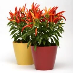 Blu Bio Paprikapflanze 'Paprikaños', Topf-Ø 15 Cm, 3er Set -Gartenprodukte 1620330135 Blu Bio Paprikanos T15 3er Set mit Fruechte 6 124324