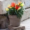 Blu Bio Paprikapflanze 'Paprikaños', Topf-Ø 15 Cm, 3er Set -Gartenprodukte 1620330135 Blu Bio Paprikanos T15 3er Set mit Fruechte 7 124321