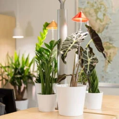 Sunlite Pflanzenlampe Kupfer, 7 Watt 10 Sunlite Pflanzenlampe Kupfer, 7 Watt -Gartenprodukte 2950200231 Sunlite Pflanzenlampe Kupfer 7W 4 60396