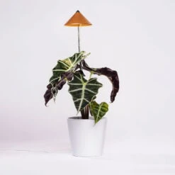 Sunlite Pflanzenlampe Kupfer, 7 Watt 8 Sunlite Pflanzenlampe Kupfer, 7 Watt -Gartenprodukte 2950200231 Sunlite Pflanzenlampe Kupfer 7W 3 94099