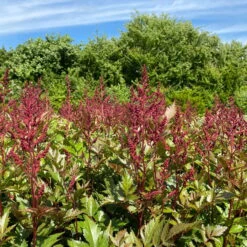 Bio Prachtspiere Rot, Topf-Ø 11 Cm, 3er-Set -Gartenprodukte 319100263 astilbe arendsii rot 1 123842