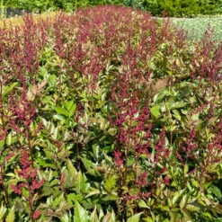 Bio Prachtspiere Rot, Topf-Ø 11 Cm, 3er-Set -Gartenprodukte 319100263 astilbe arendsii rot 3 123844