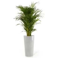 Pflanzgefäß 'Amsterdam Midi', Weißgrau, Ø 34 X H 66 Cm -Gartenprodukte 3210104146 pflanzgefaess amsterdam midi 2 117455