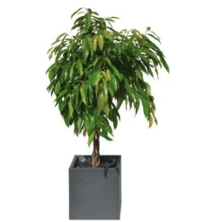 Pflanztrog 'Volcania Dado', Anthrazit, L 39,5 X B 39,5 X H 43,5 Cm -Gartenprodukte 3230101084 Pflanztrog Volcania Dado anthrazit 39x39xH43cm 31Ltr4 75426