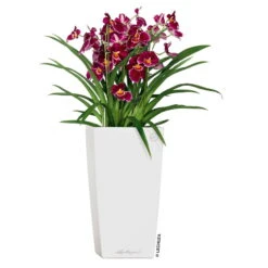 LECHUZA Cubico Premium 40, Weiß Hochglanz, All-in-One-Set, 40 X 40, H:75 Cm -Gartenprodukte 3325100114 CubicoPremium22 weiss All in One Set 22x22x41cm RGB 2 7572