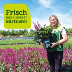 Bio Prachtscharte Weiß, Topf-Ø 11 Cm, 3er-Set -Gartenprodukte frau setz eigenproduktion 31