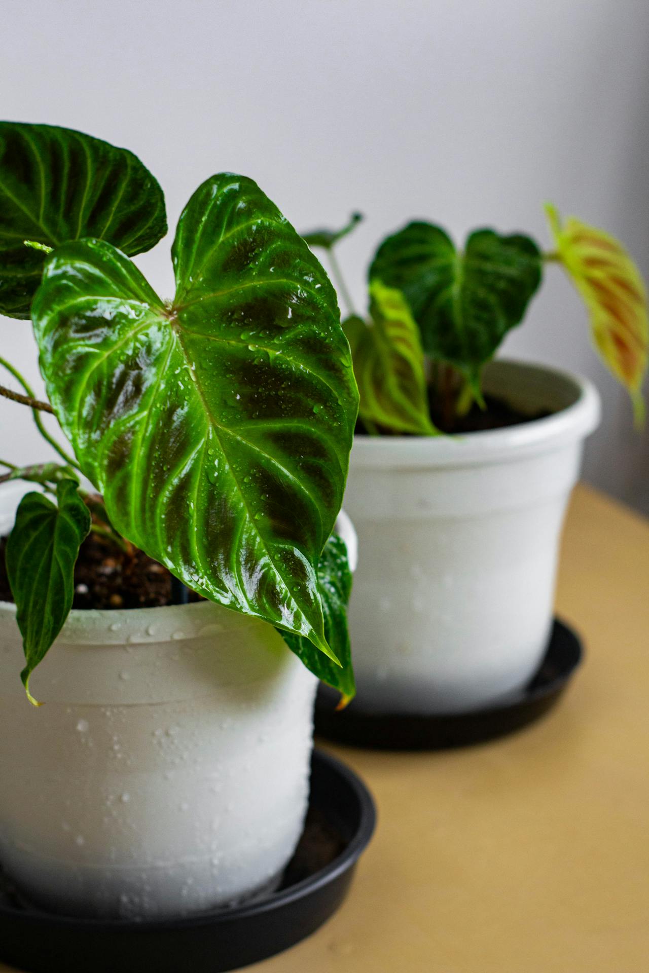 Gartenprodukte -Gartenprodukte pexels jardindeneko 30727074