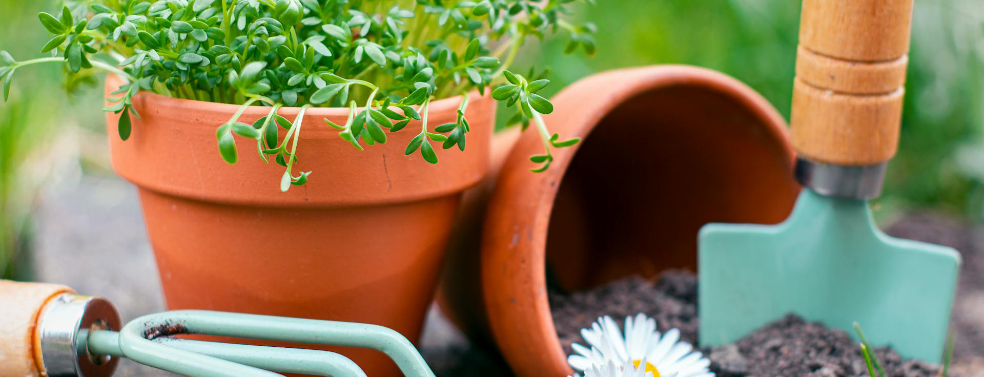 Gartenprodukte 1 Gartenprodukte -Gartenprodukte pexels katja b 713703402 30705631